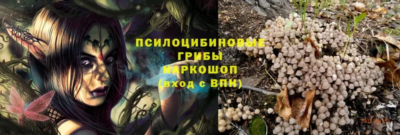 omg как войти  купить  сайты  Великий Устюг  Псилоцибиновые грибы Psilocybe 